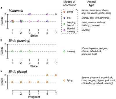 Neurogenic mechanisms for locomotor-respiratory coordination in mammals